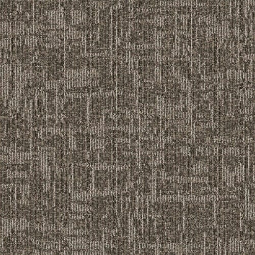 Quantum - Golden Camel