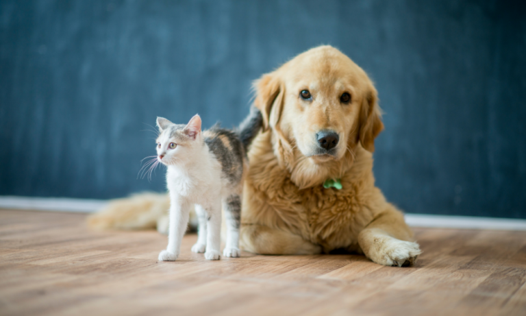 The Top Flooring Options For Pet Owners