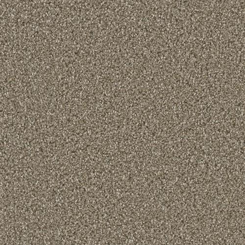 Dazzling - Acorn